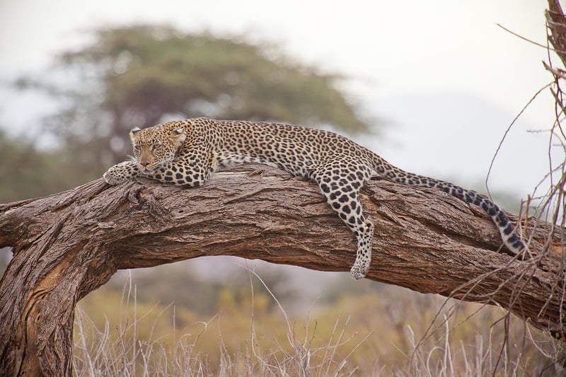 Maasai Mara Safari in Kenya